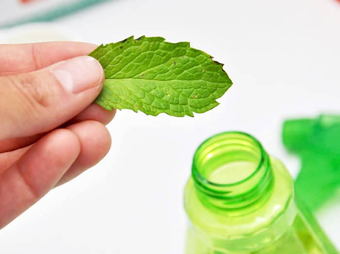 Adding a mint leaf to a spray bottle