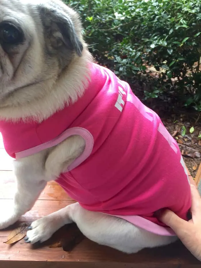 Pug dog wearing a pink tank shirt
