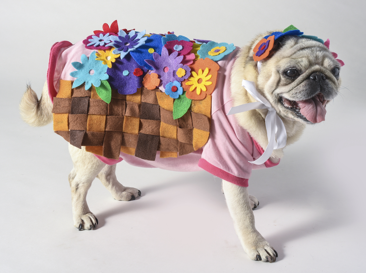 Dog Flower Basket Costume for Halloween