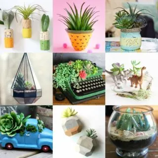 Over 15 Ways to Display Succulents