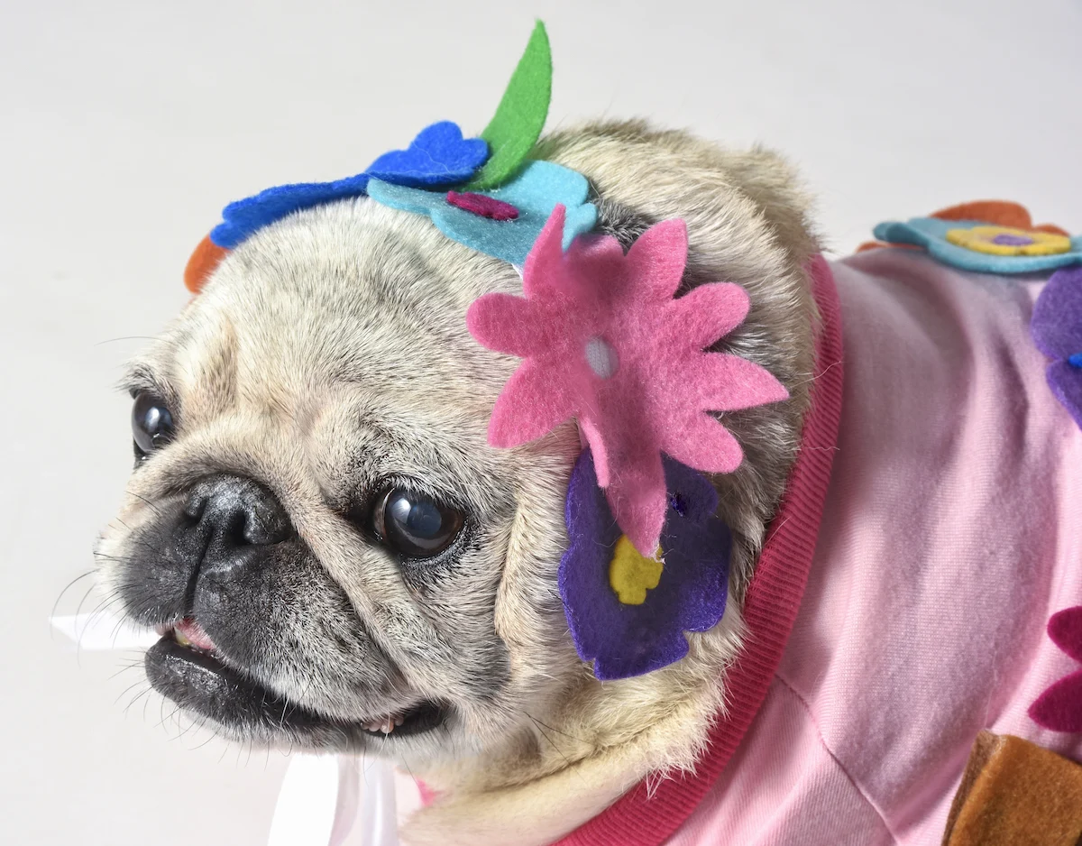 Pug dog in a Halloween costume with a floral headband