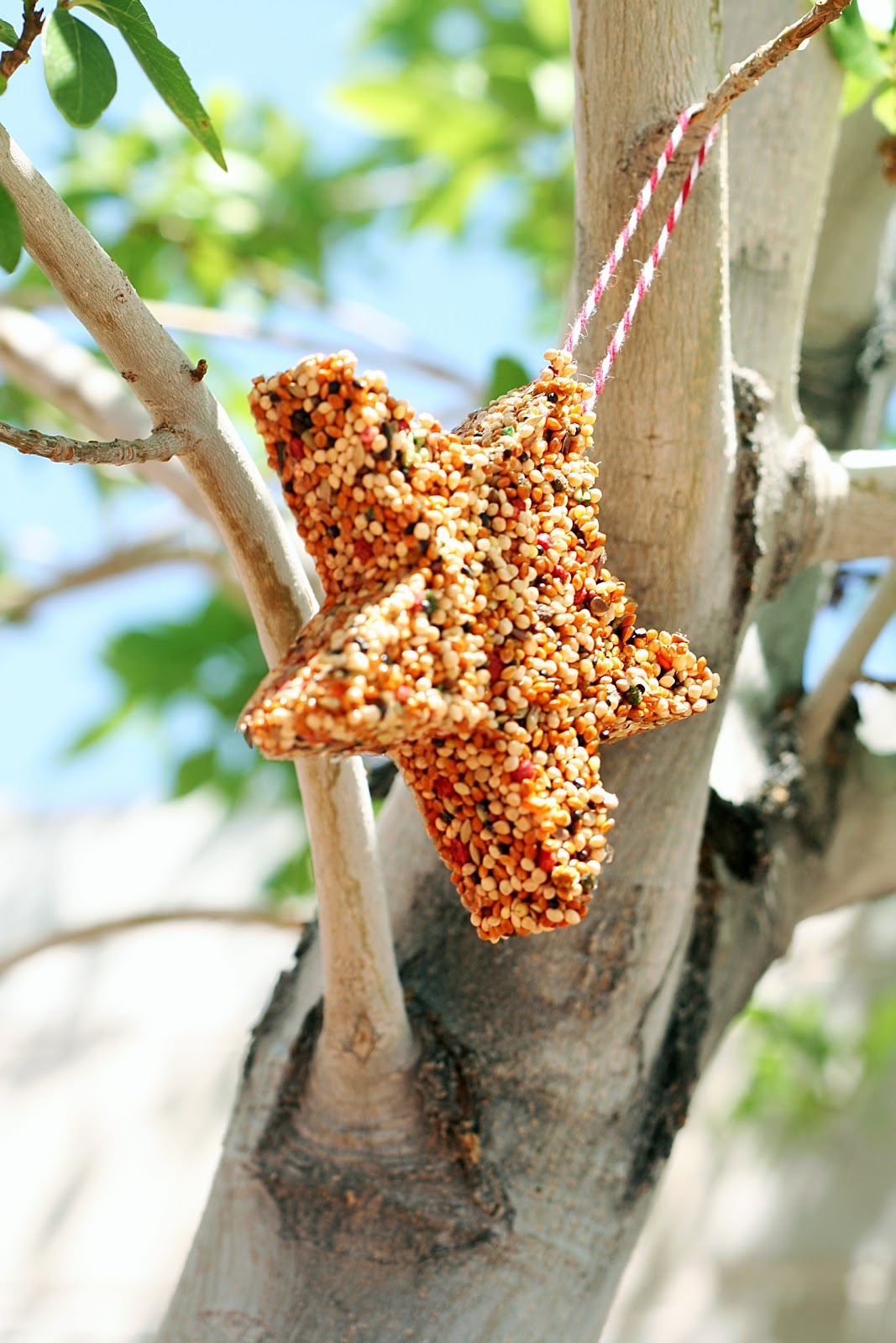 Bird Feeders That Are Fun For All Ages