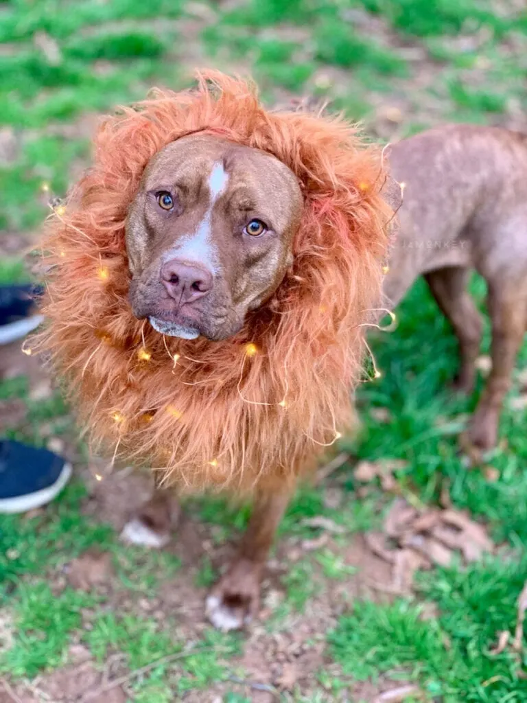 Zouwu Dog Costume