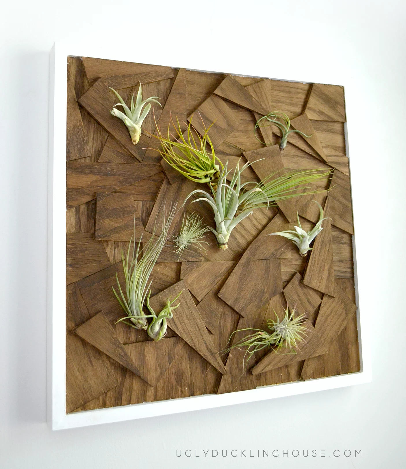 diy air plant wall art from scrap wood