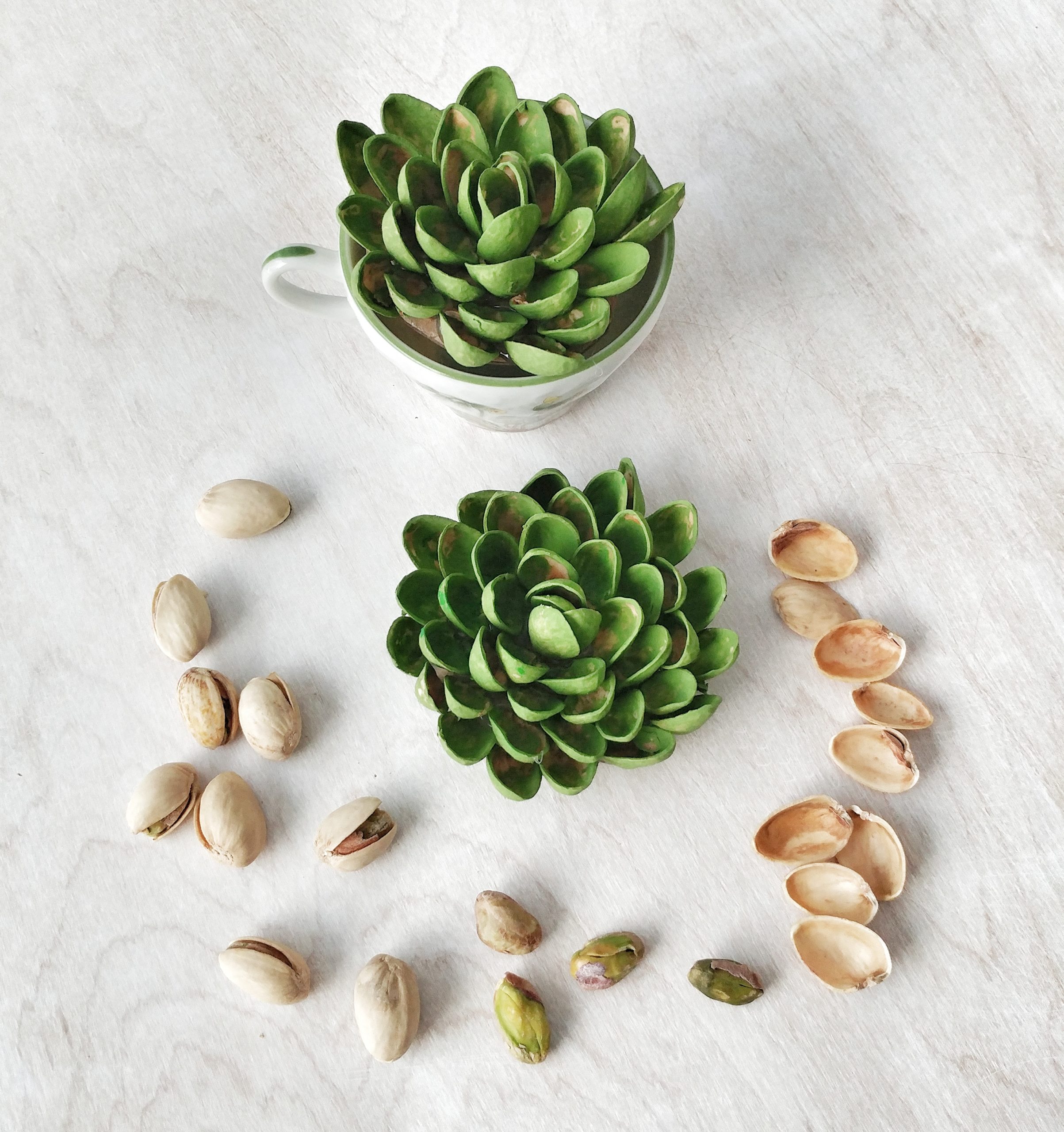 pista shell succulent craft