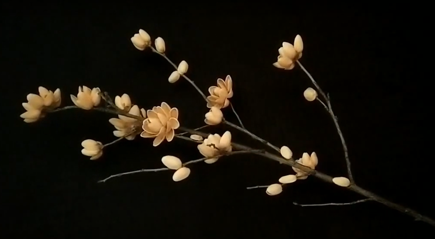 pistachio shell flower blooms