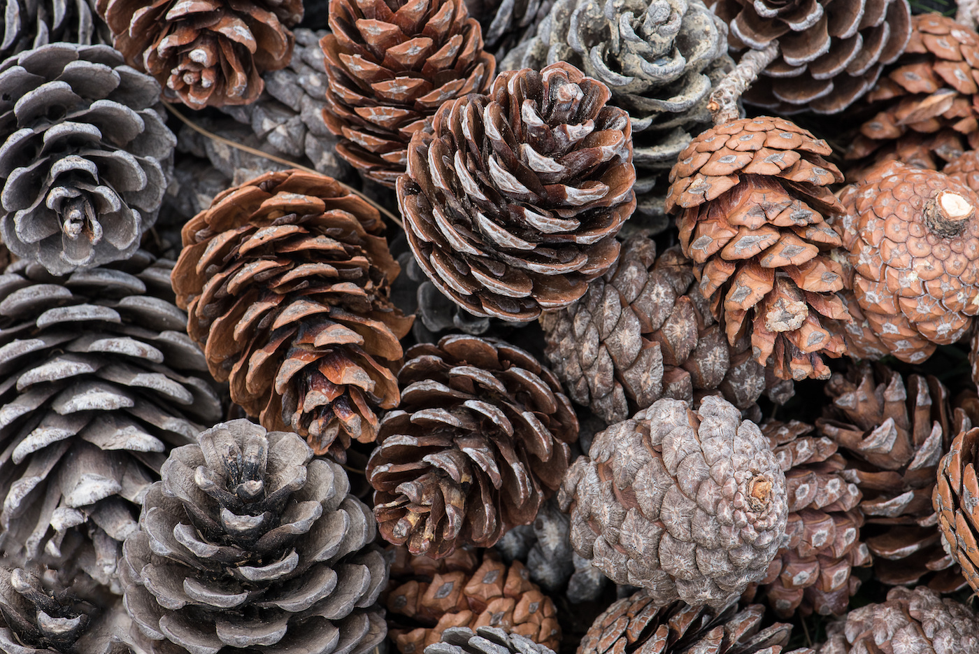 pile of pine cones