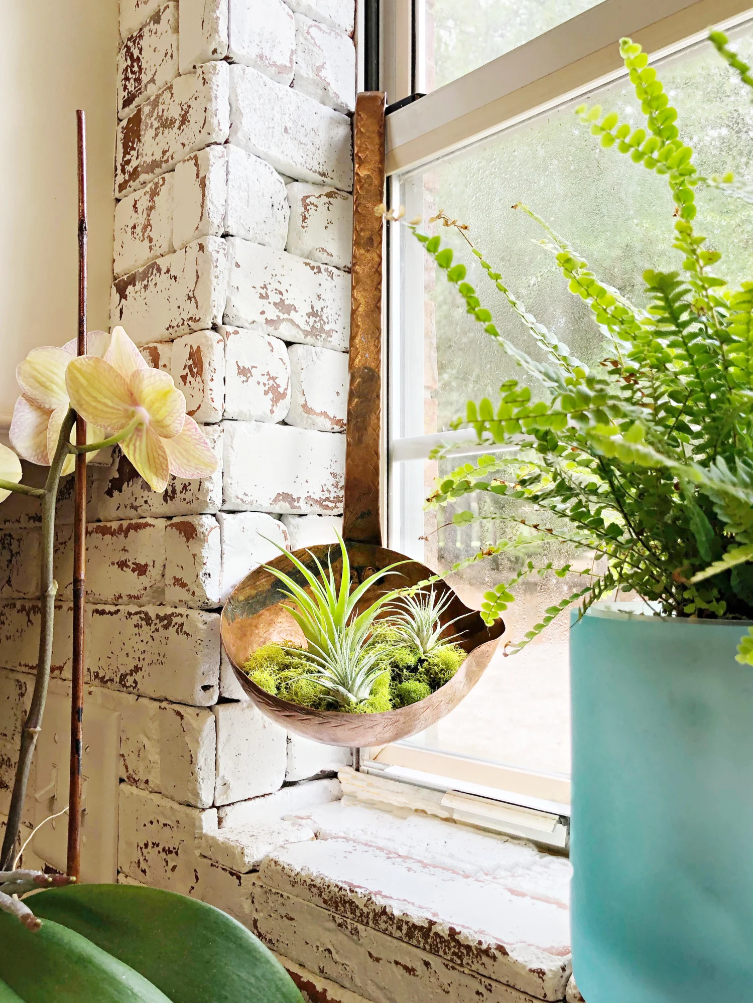 ladle with air plants in kitchen window