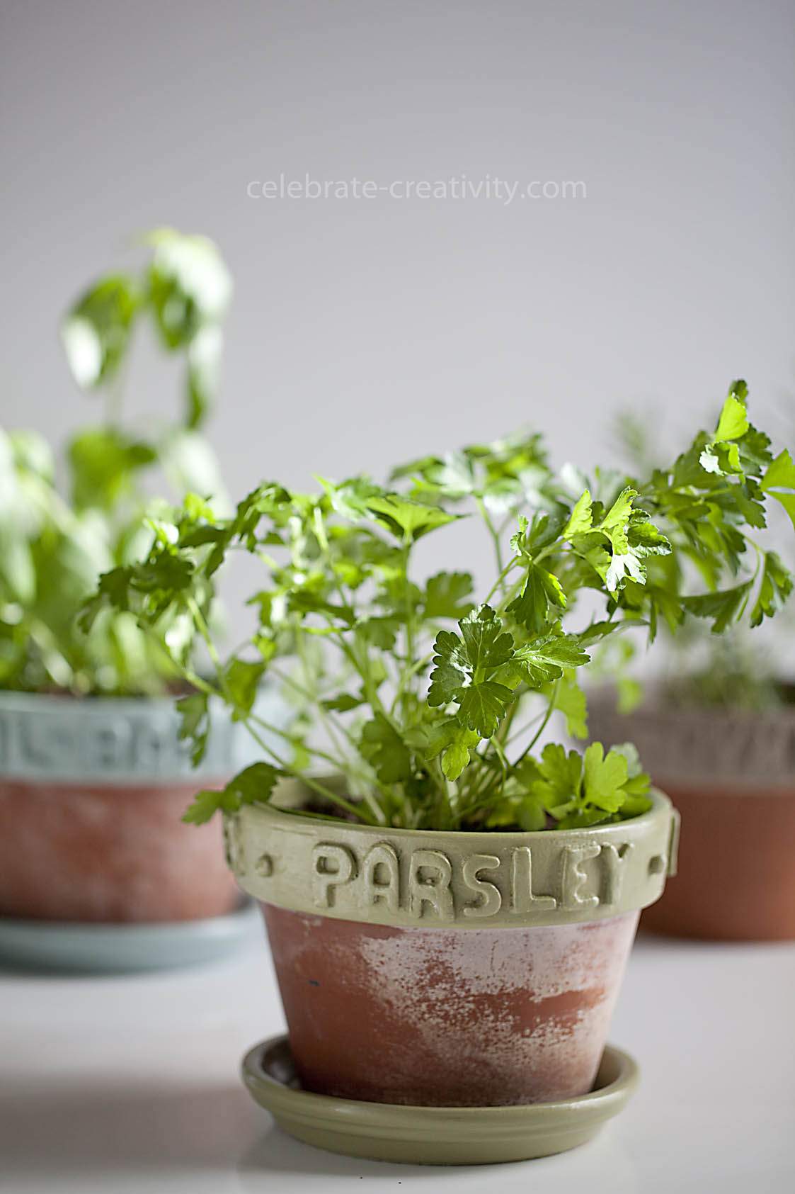 clay labeled herb pots