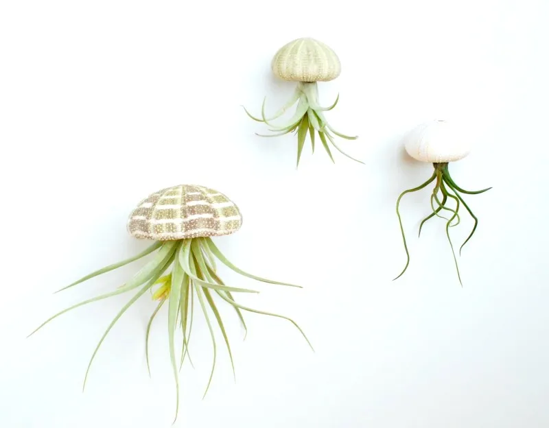 DIY sea urchin air plant jellyfish