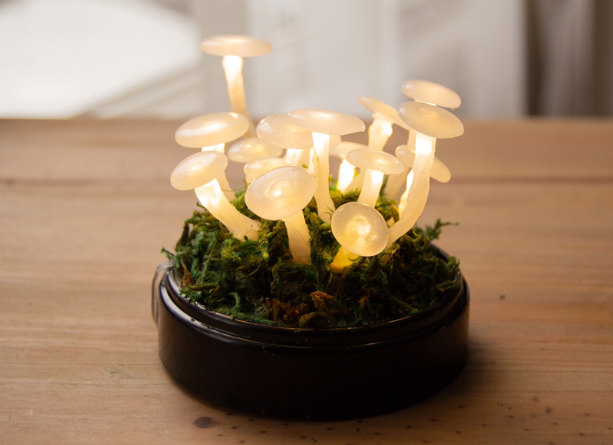 Test your Mushroom Light